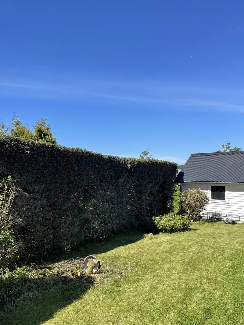 Beskjæring og rydding – etter 1