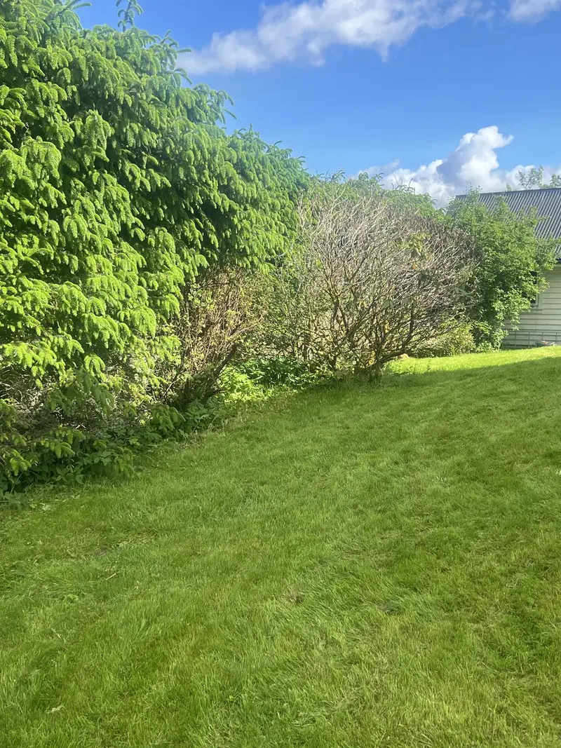Beskjæring og rydding – før 1