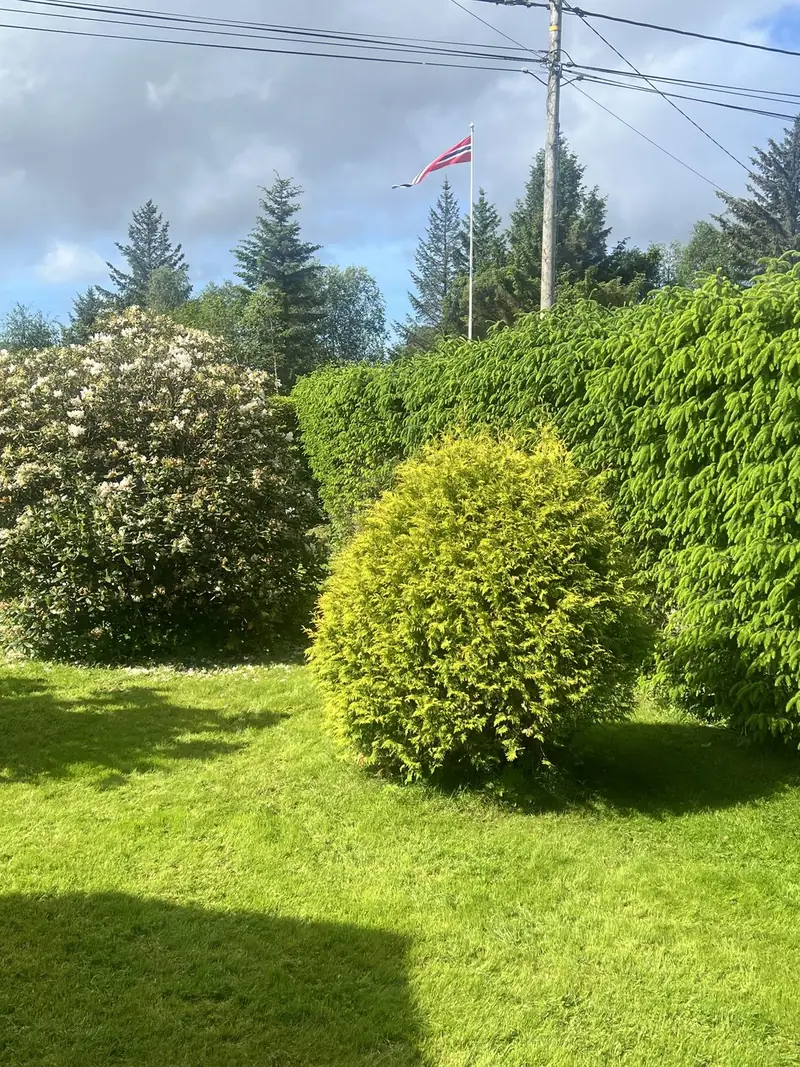 Beskjæring og rydding – før 2