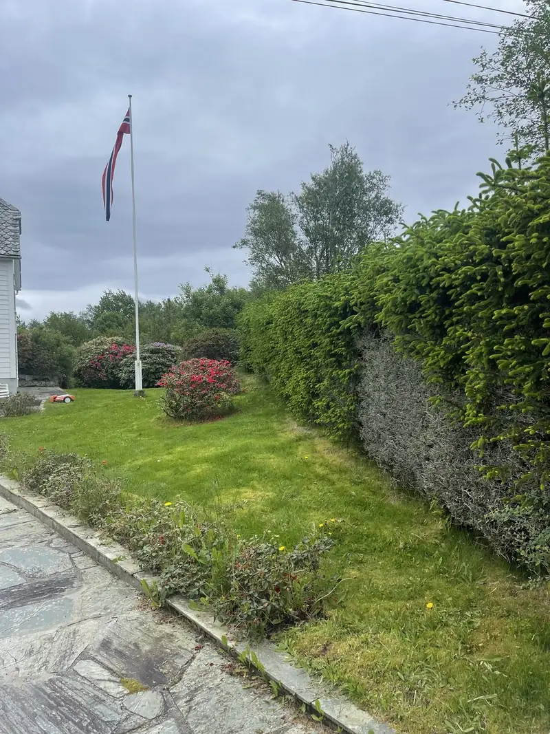Beskjæring og rydding – før 3