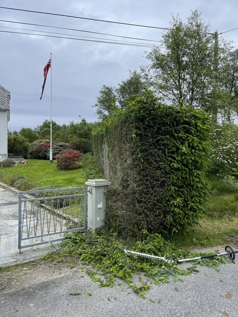 Beskjæring og rydding – før 4